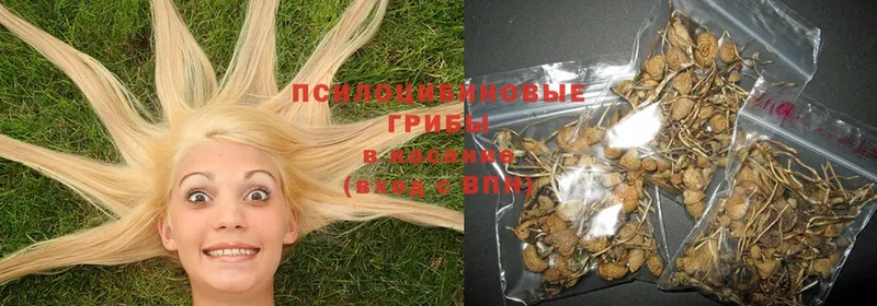 Галлюциногенные грибы Psilocybe  Воркута 