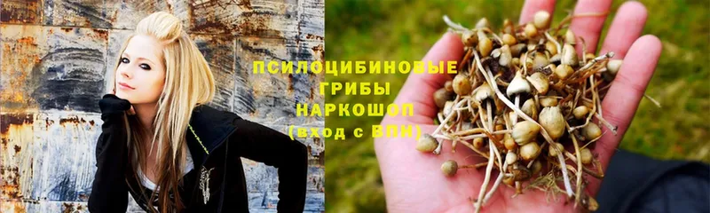 как найти закладки  Воркута  Псилоцибиновые грибы Magic Shrooms 